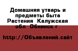 Домашняя утварь и предметы быта Растения. Калужская обл.,Обнинск г.